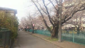 桜！