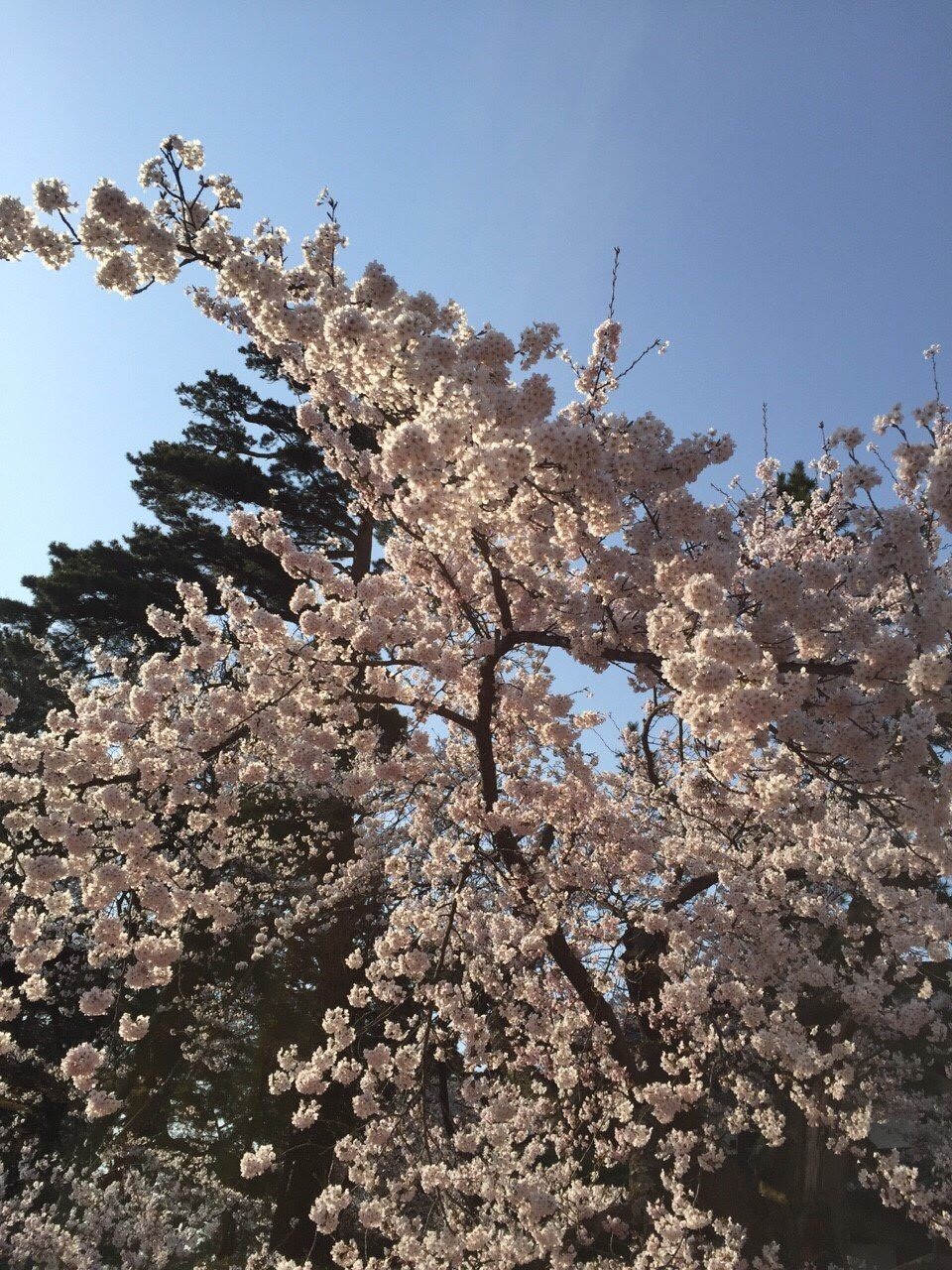 お花見なう