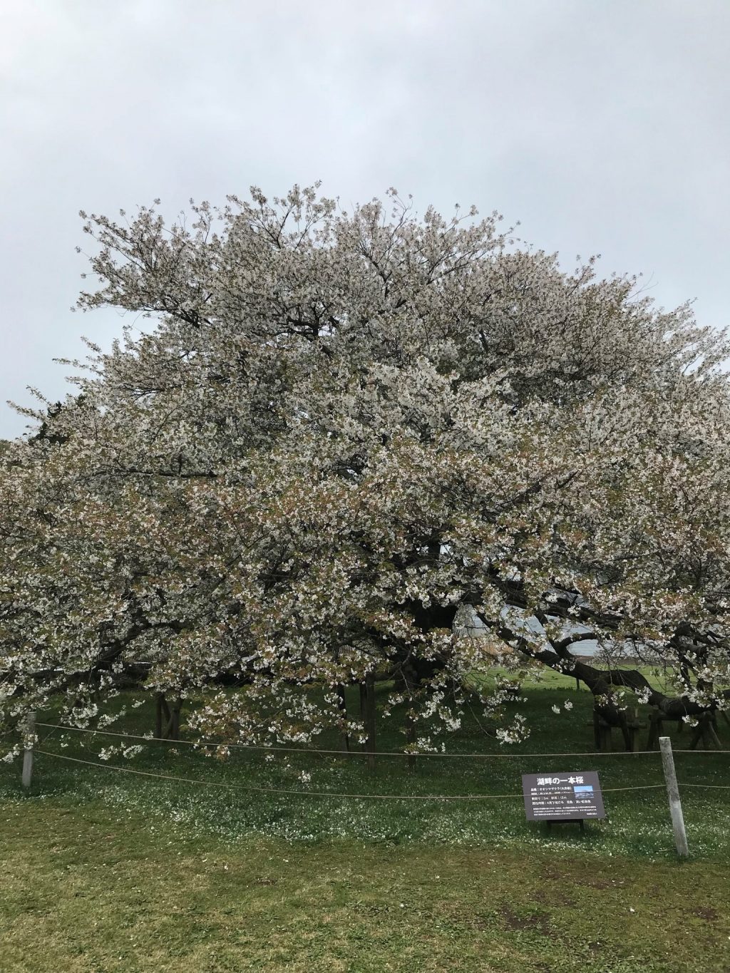 湖畔の一本桜