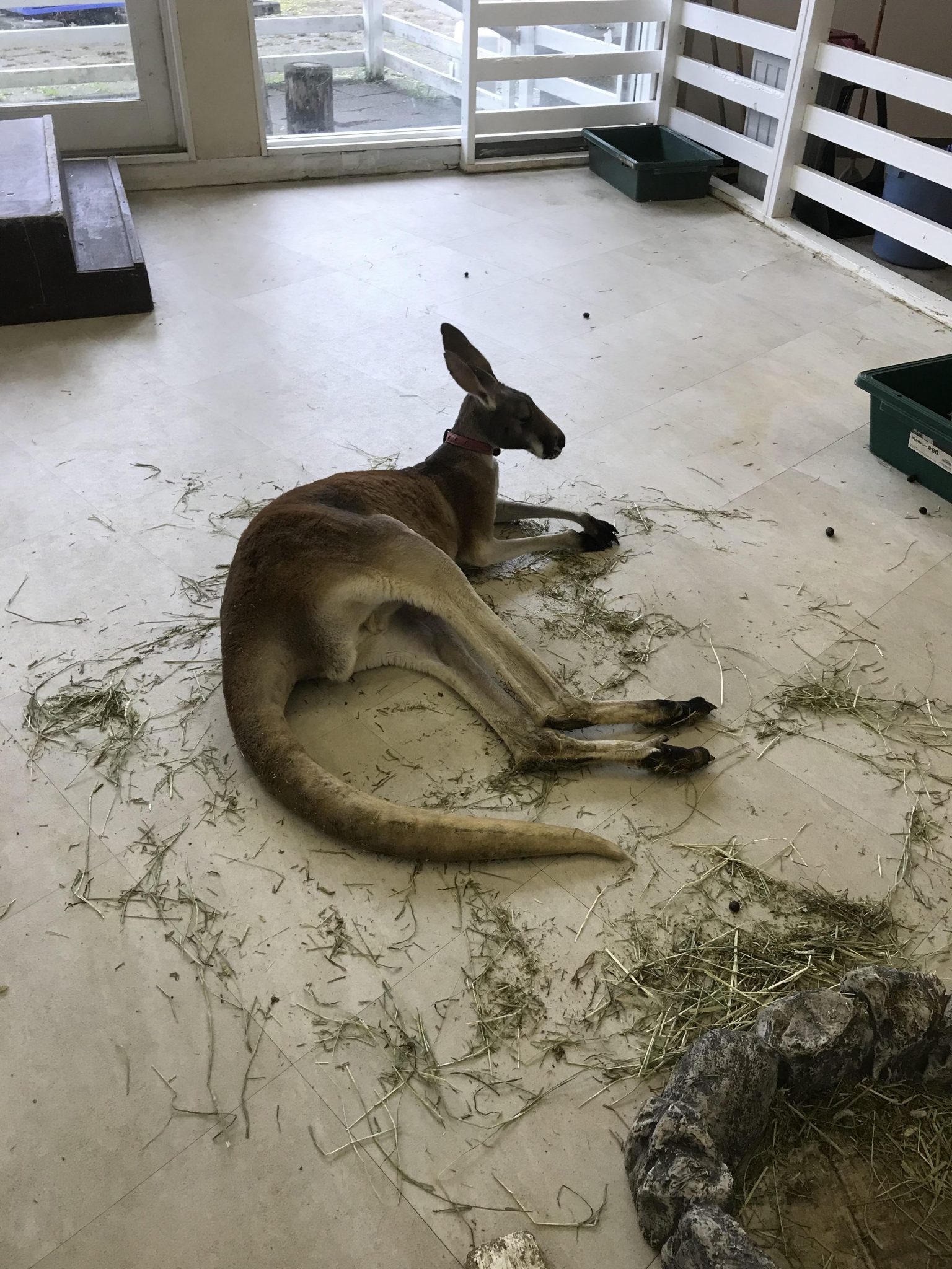 箱根園の動物園