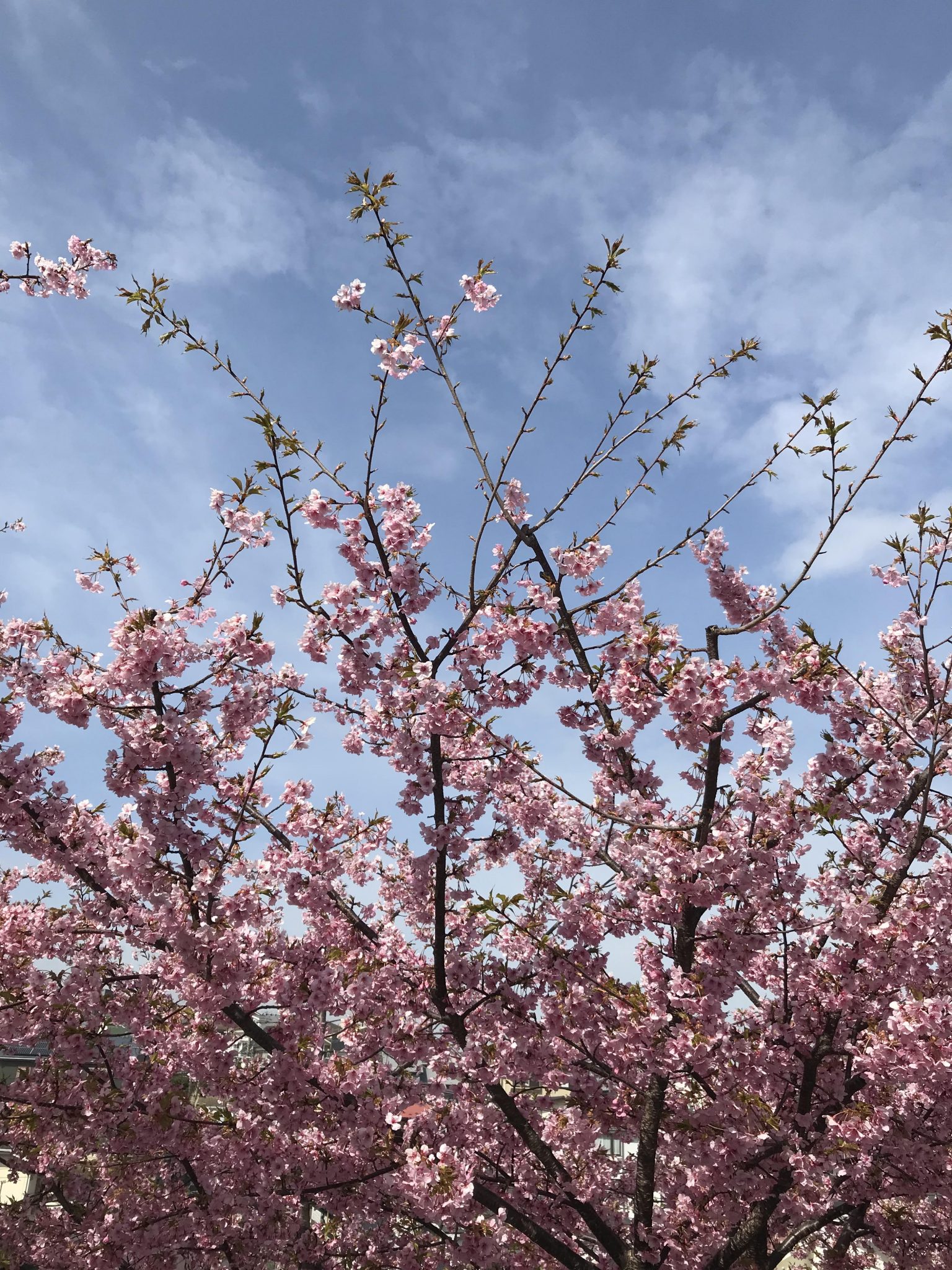 桜の季節