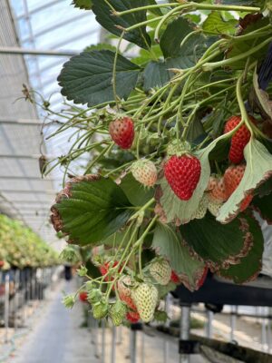 Strawberry Picking