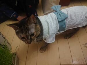 我が家のチロル