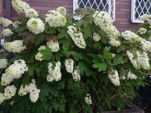 我が家の紫陽花
