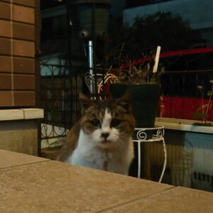 猫の居る暮らし